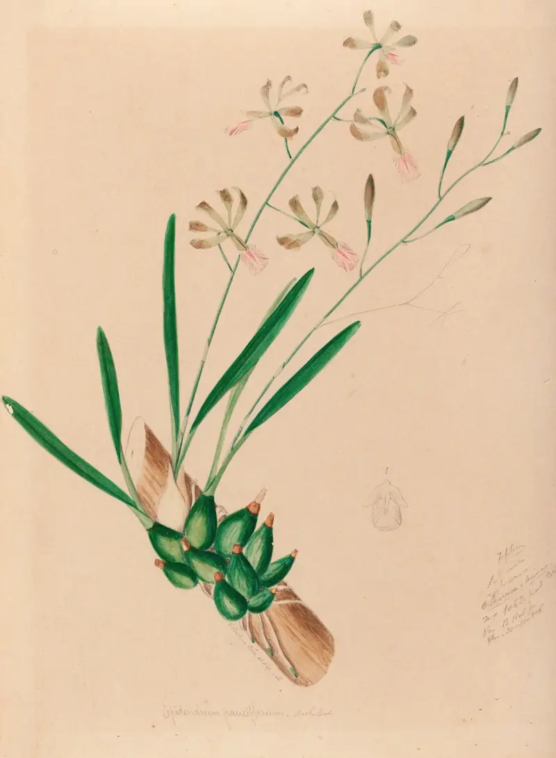 Brasilianska orkidéer, plansch 10 av João Barbosa Rodrigues