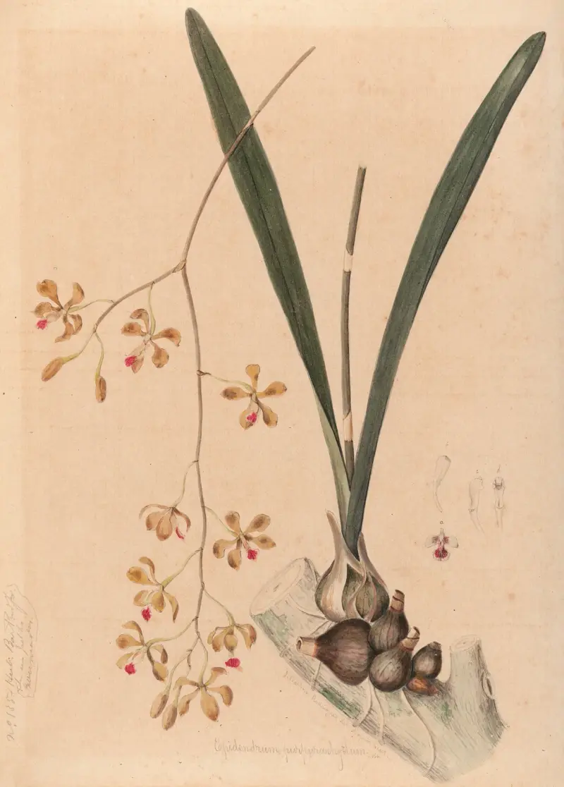 Iconographie des orchidées du Brésil Pl.11 von João Barbosa Rodrigues
