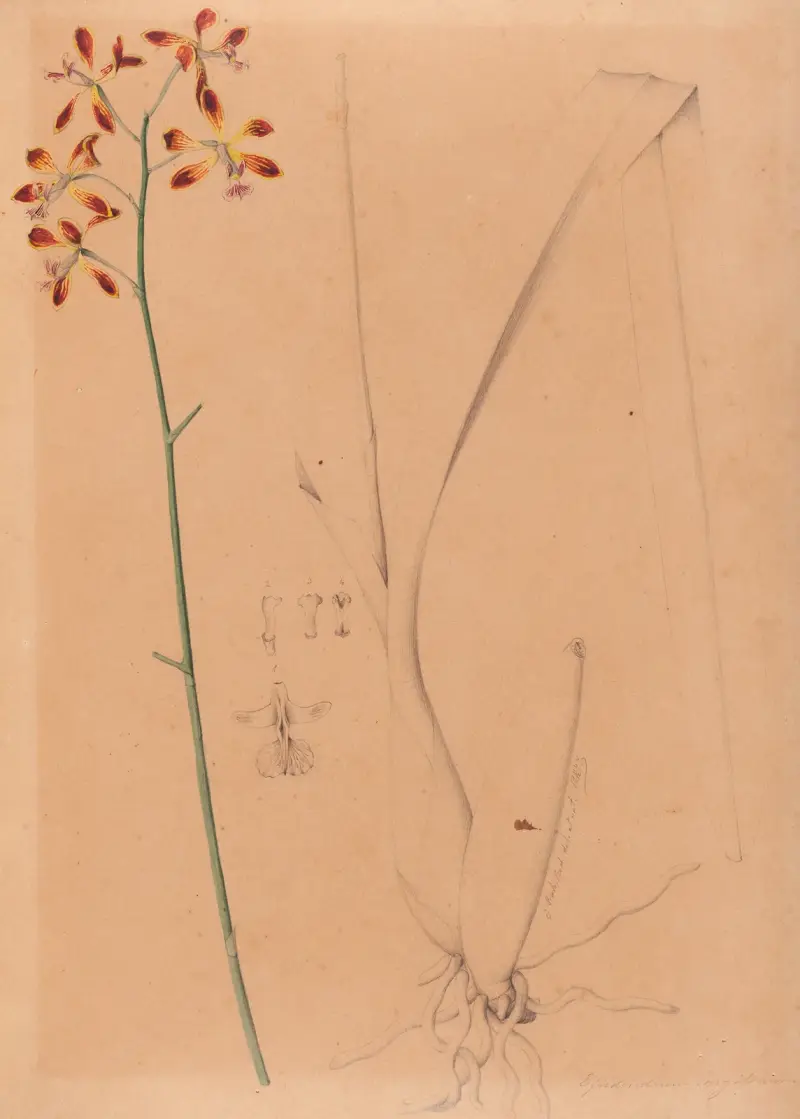 Iconographie des orchidées du Brésil Pl.12 von João Barbosa Rodrigues