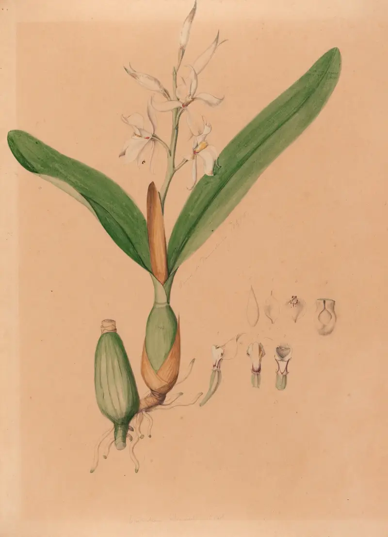 Iconographie des orchidées du Brésil Pl.15 von João Barbosa Rodrigues
