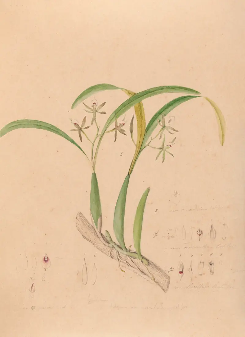 Ikonografie der Orchideen Brasiliens, Taf. 16 von João Barbosa Rodrigues