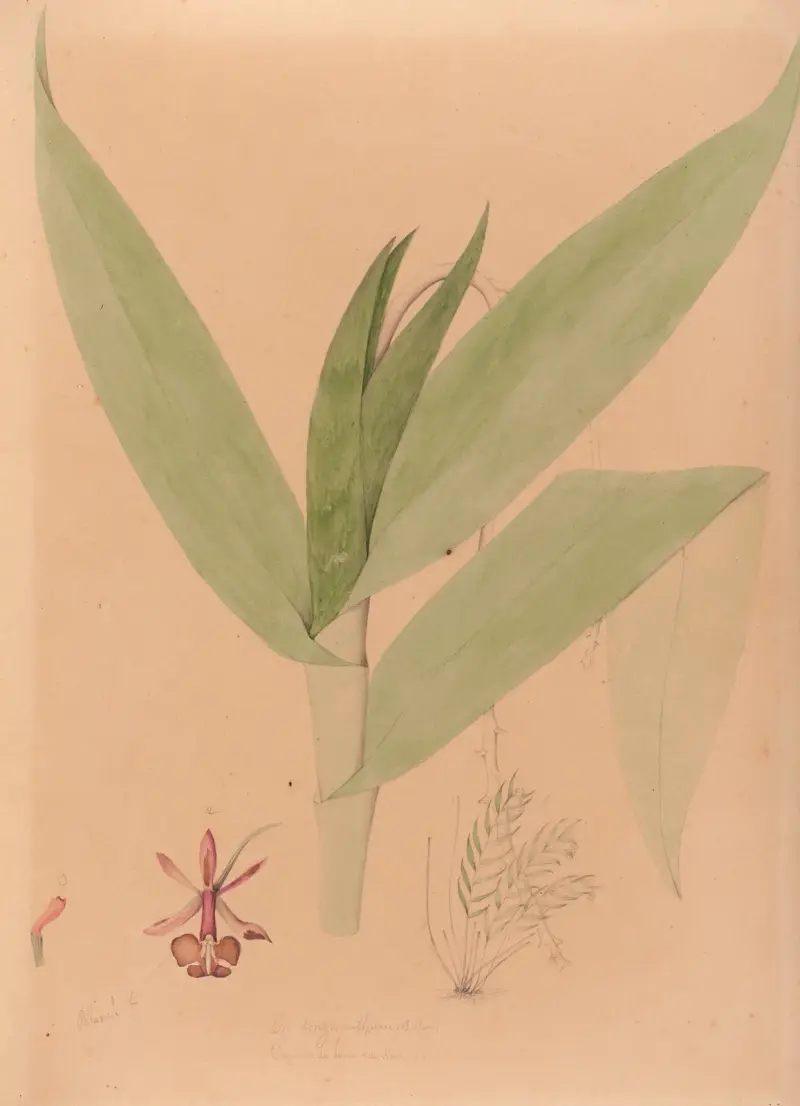 Iconographie des orchidées du Brésil, Tafel 20 von João Barbosa Rodrigues