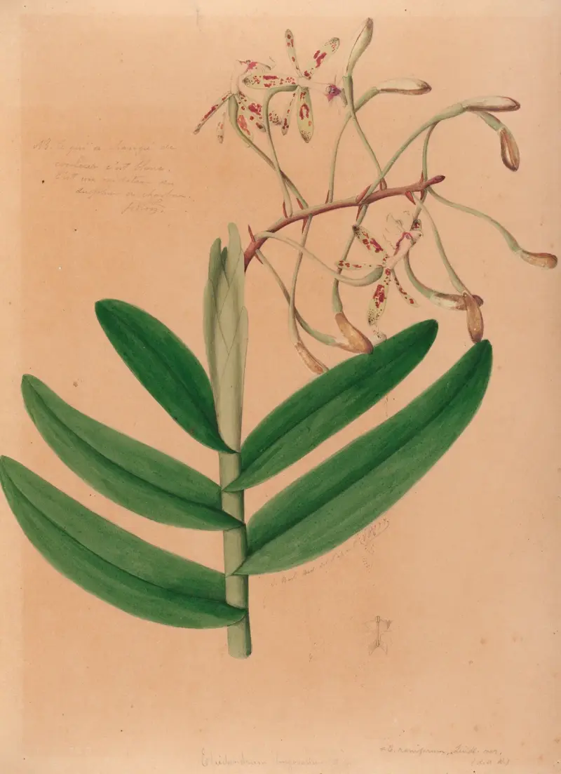 Brasilianska orkidéer, plansch 21 av João Barbosa Rodrigues