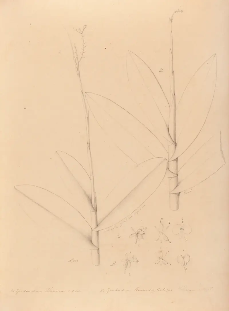 Iconographie des orchidées du Brésil, Tafel 25 von João Barbosa Rodrigues