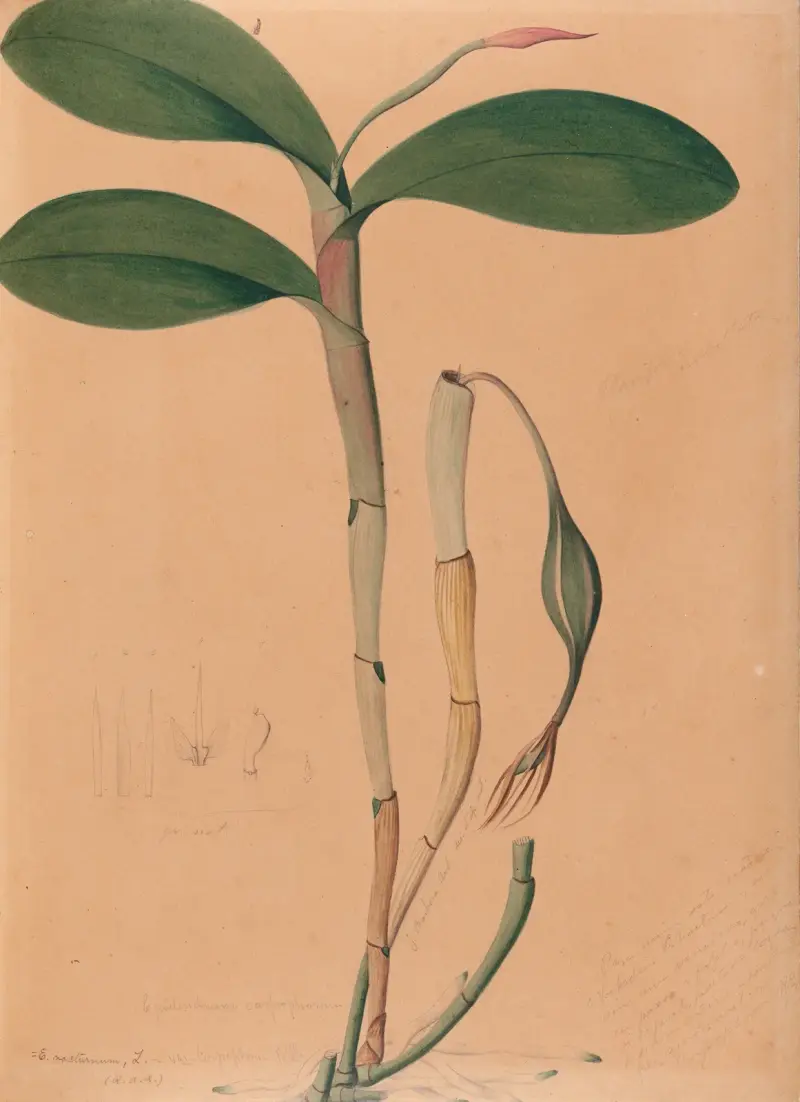 Brasilianska orkidéer, plansch 31 av João Barbosa Rodrigues
