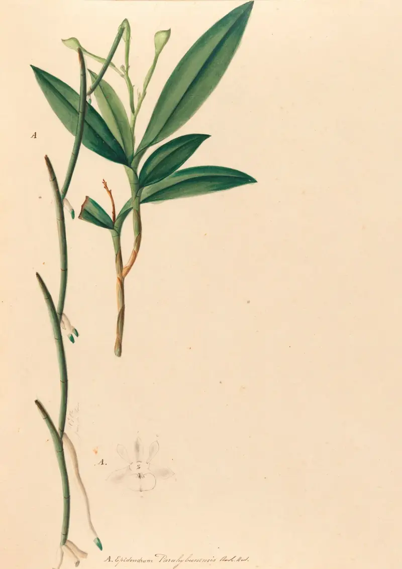 Brasilianska orkidéer, plansch 35 av João Barbosa Rodrigues