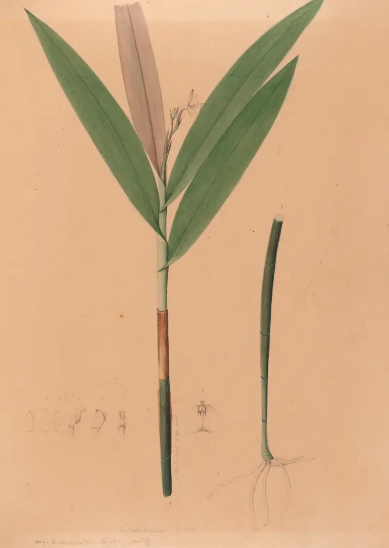 Brasilianska orkidéer, plansch 37 av João Barbosa Rodrigues