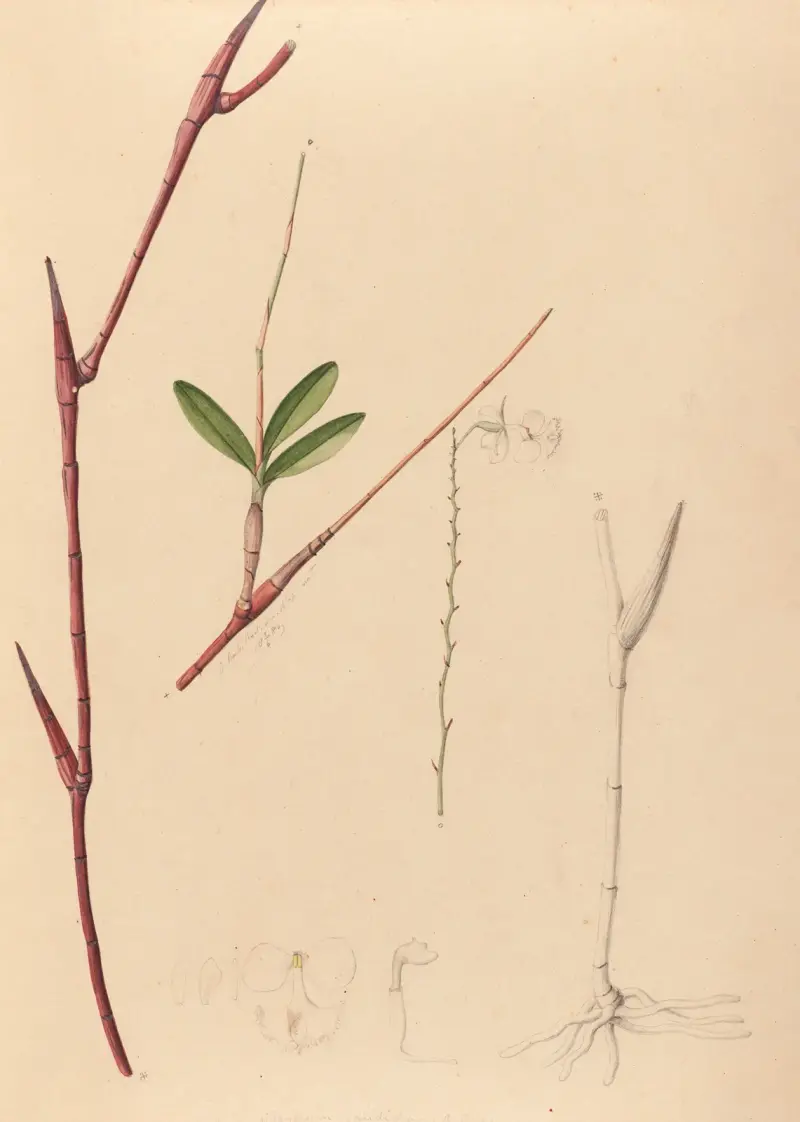 Iconographie des orchidées du Brésil Pl. 39 von João Barbosa Rodrigues
