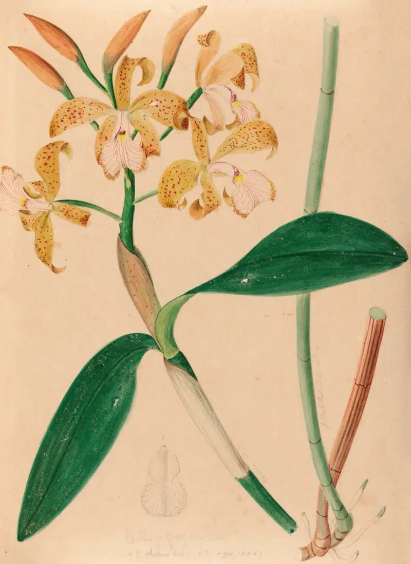 Ikonographie der Orchideen Brasiliens Taf. 46 von João Barbosa Rodrigues