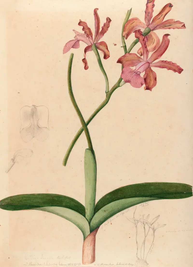 Iconographie des orchidées du Brésil Pl. 47 von João Barbosa Rodrigues