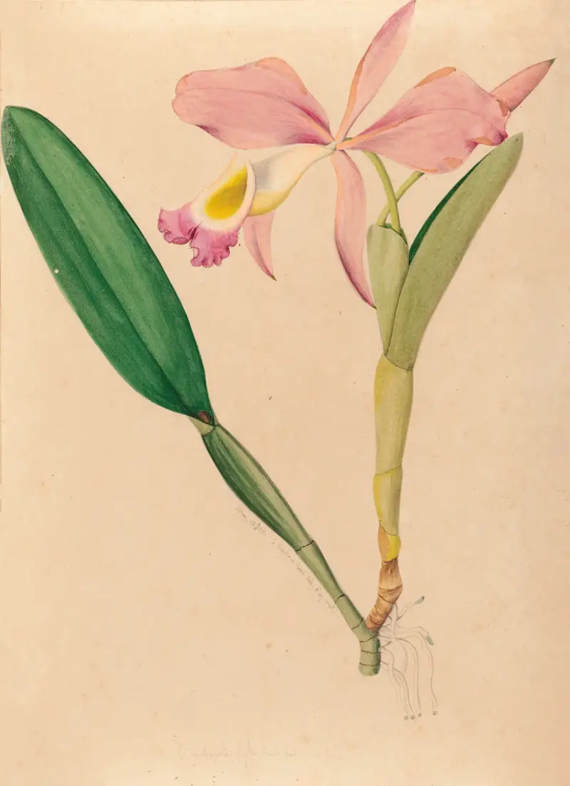 Iconographie des orchidées du Brésil Pl. 49 von João Barbosa Rodrigues