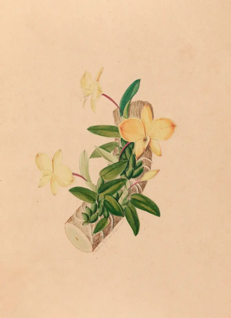 Ikonografie der Orchideen Brasiliens, Taf. 55 von João Barbosa Rodrigues