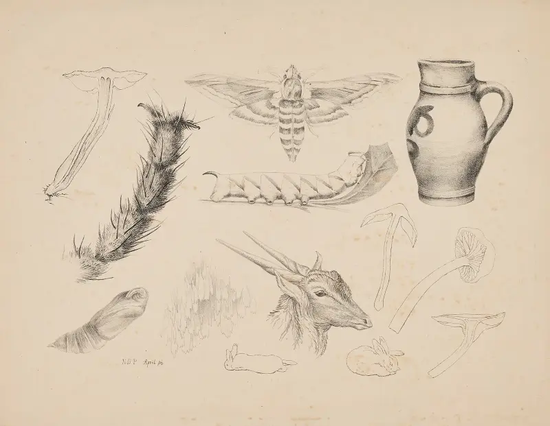 Fungi, the magnified leg of a fly, studies of a privet hawk moth and its life-cycle, a jug, a gazelle’s head and rabbits von Beatrix Potter