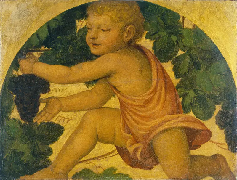 Putto picking Grapes av Bernardino Luini