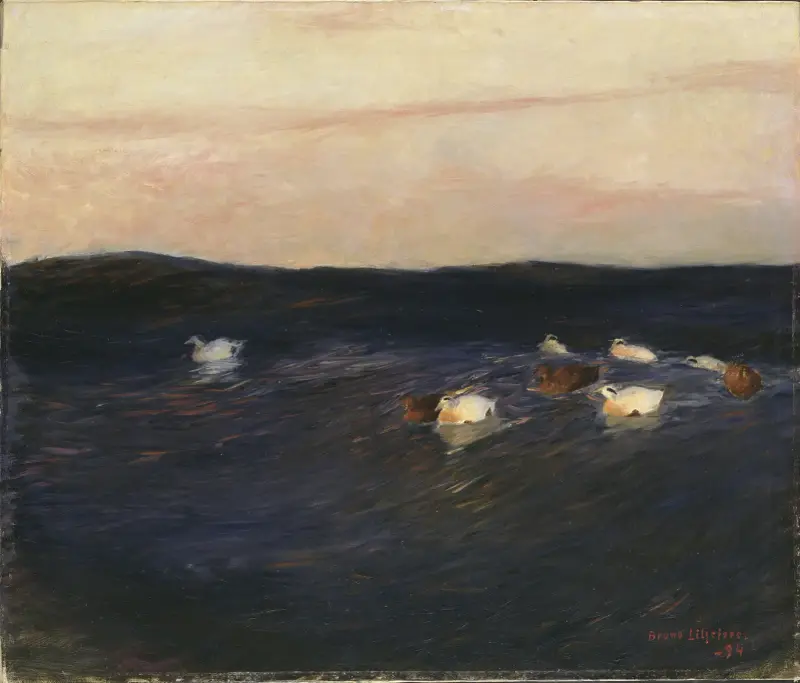 Edredony, Bruno Liljefors