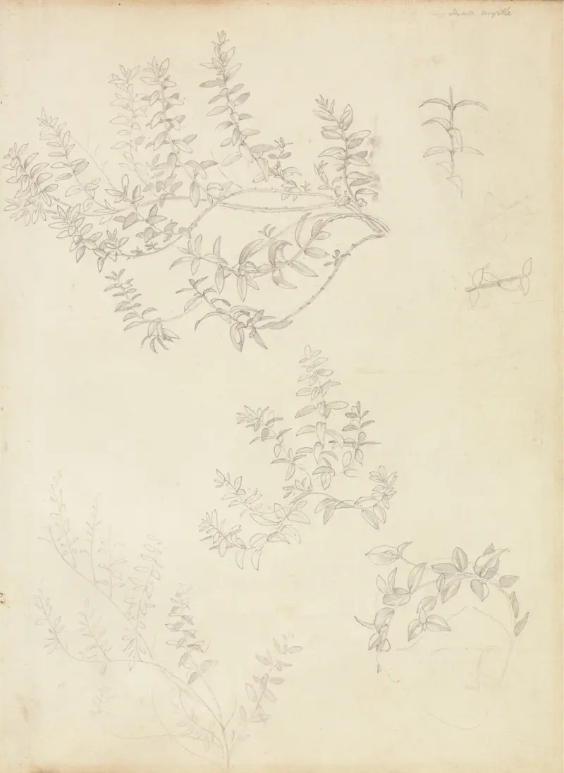 Skisser av myrten och ett huvud krönt med myrten av Sir Edward Coley Burne-Jones