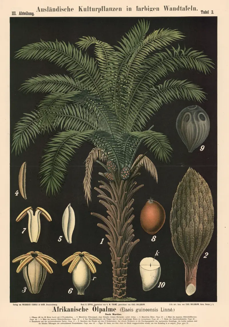 Afrikansk oljepalm (Elaeis guineensis Linné) av Carl Bollmann