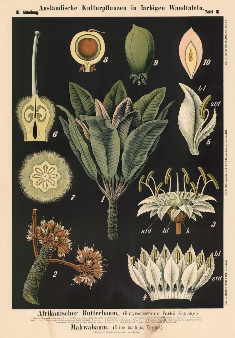 Afrikanskt smörträd (Butyrospermum parkii Kotschy), mahwabu (Illipe latifolia Engler) av Carl Bollmann