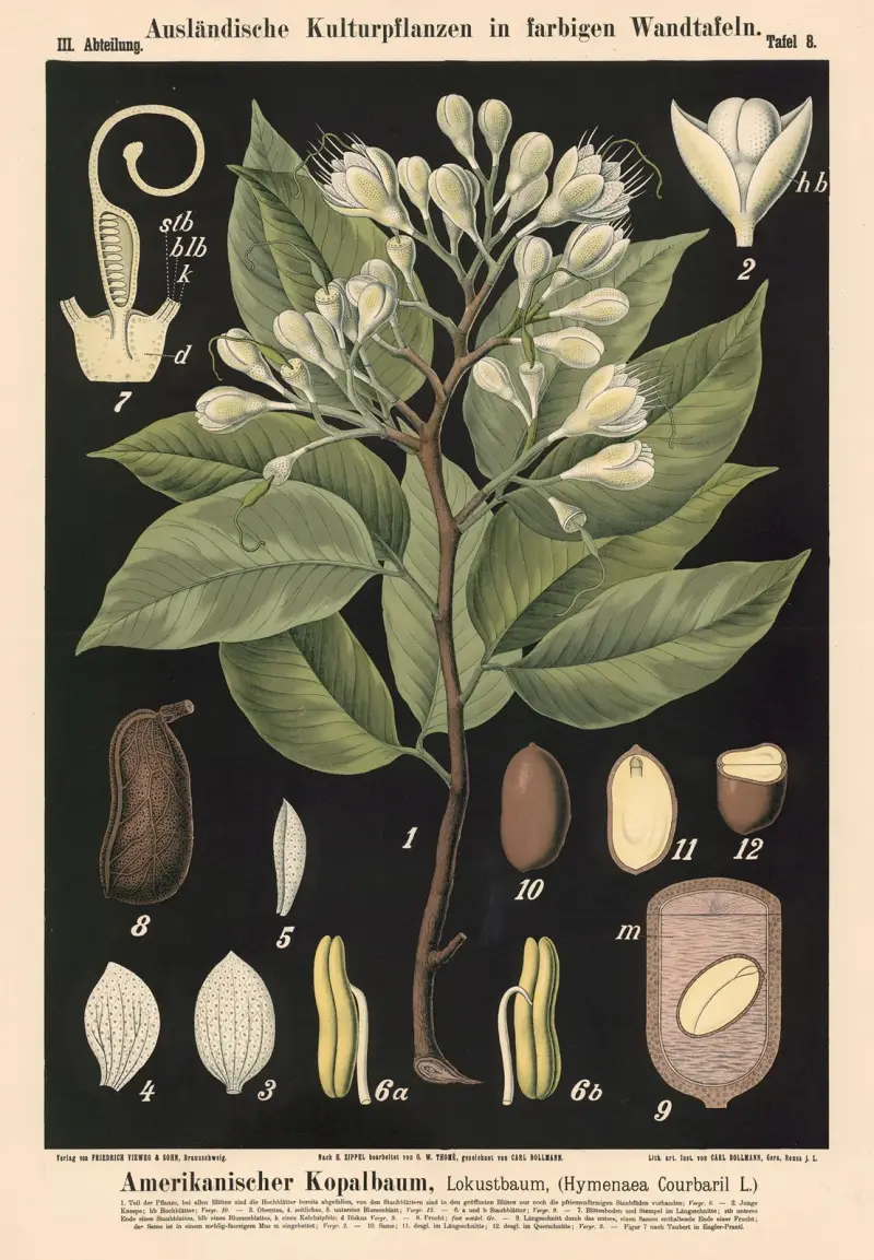 Amerikanischer Kopalbaum, Lokustbaum (Hymenaea courbaril L.) – Nr. 2 von Carl Bollmann