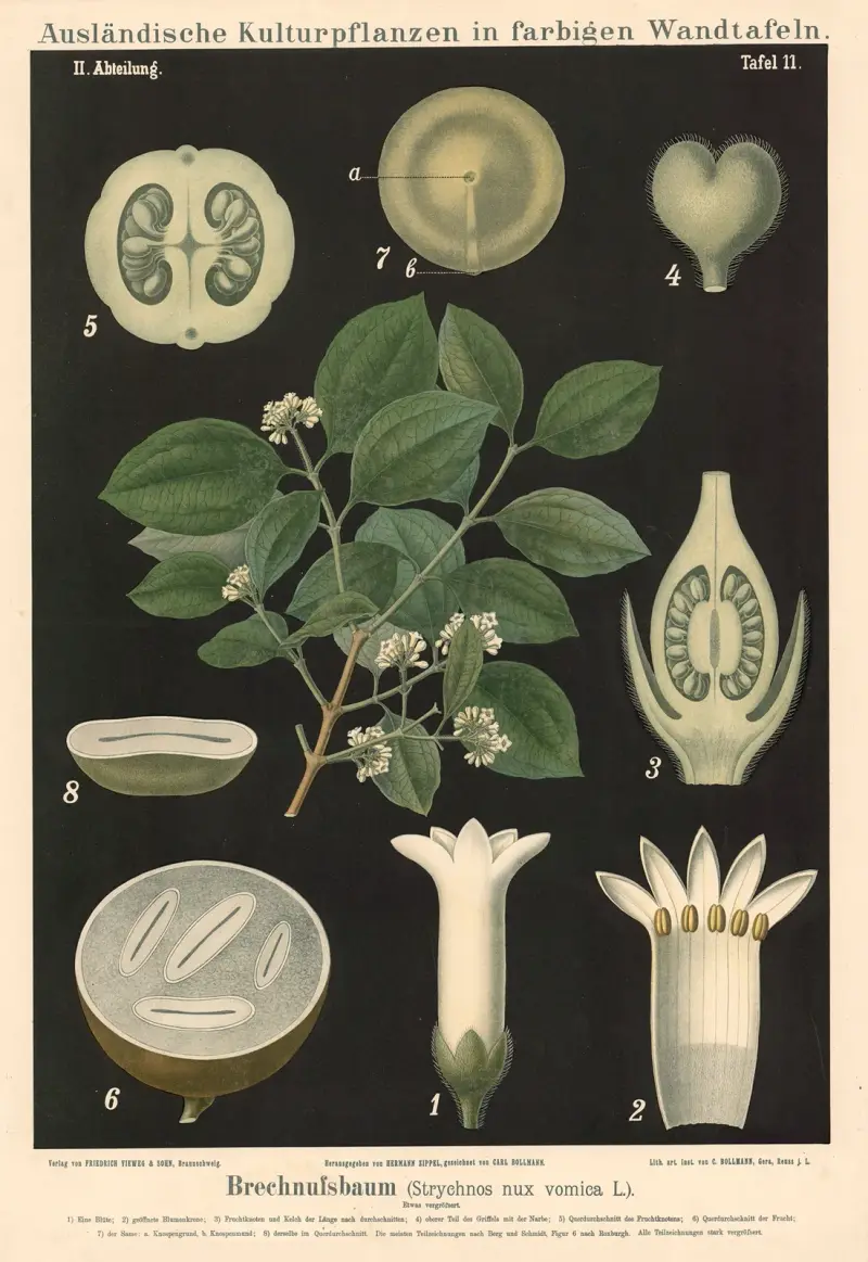 Brechnussbaum (Strychnos nux vomica L.), Carl Bollmann