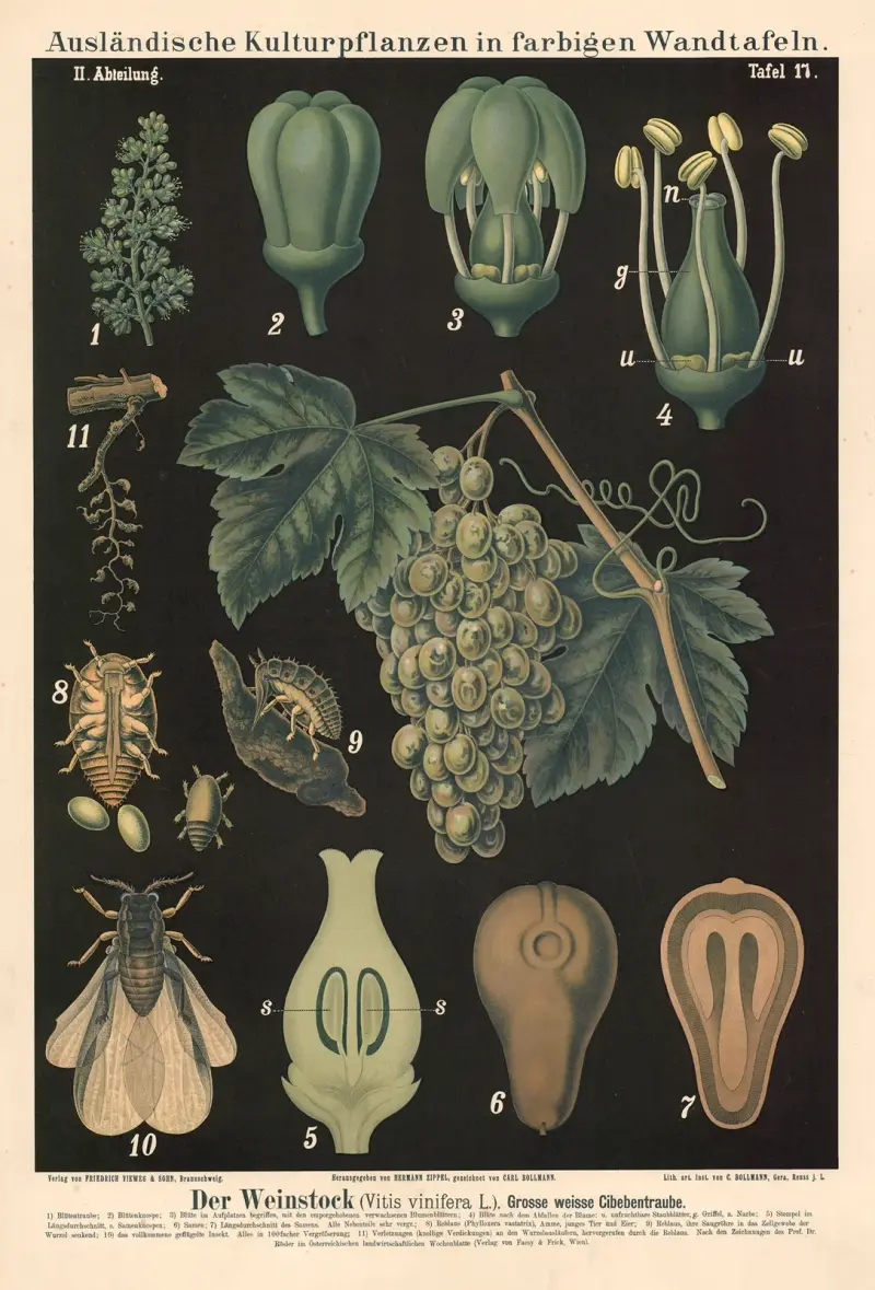 Vinranka (Vitis vinifera L.), stor vit cibebdruva av Carl Bollmann