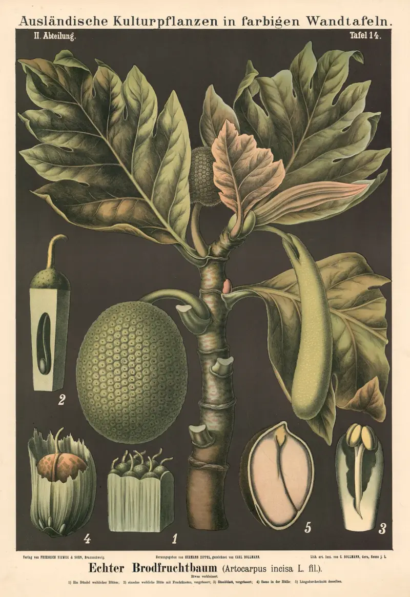 Pravý chlebovník (Artocarpus incisa L.fil.), Carl Bollmann