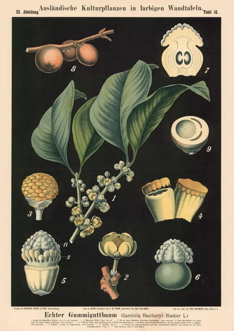 Echter Gummiguttbaum (Garcinia hanburyi Hooker f.) von Carl Bollmann