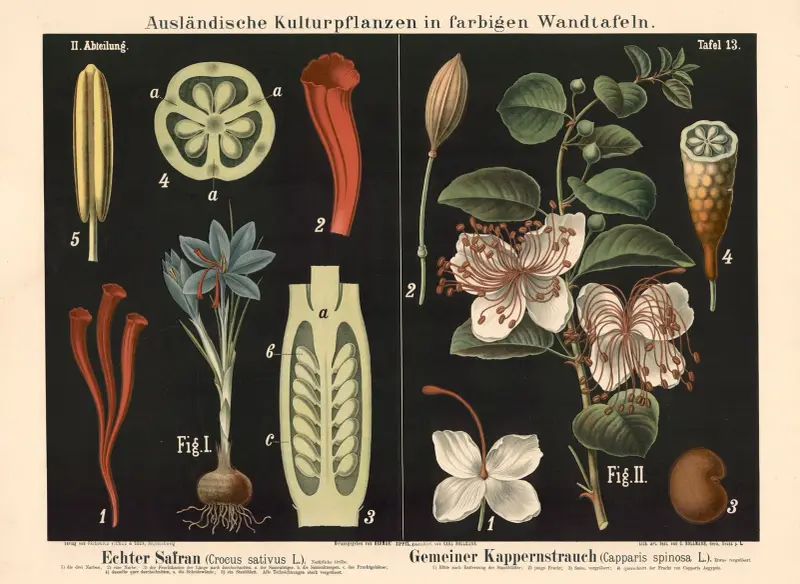 Echter Safran (Crocus sativus L.) Gemeiner Kappernstrauch (Capparis spinosa L.) av Carl Bollmann