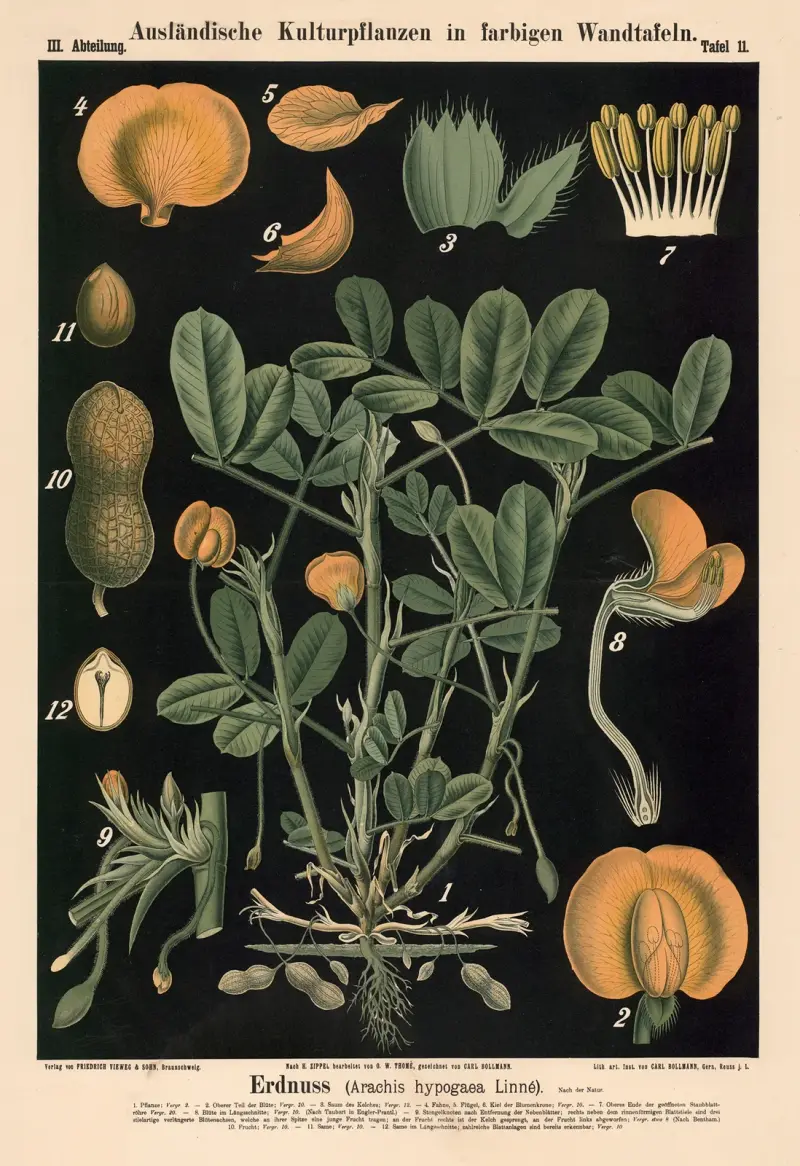 Podzemnice olejná (Arachis hypogaea Linné.), Carl Bollmann
