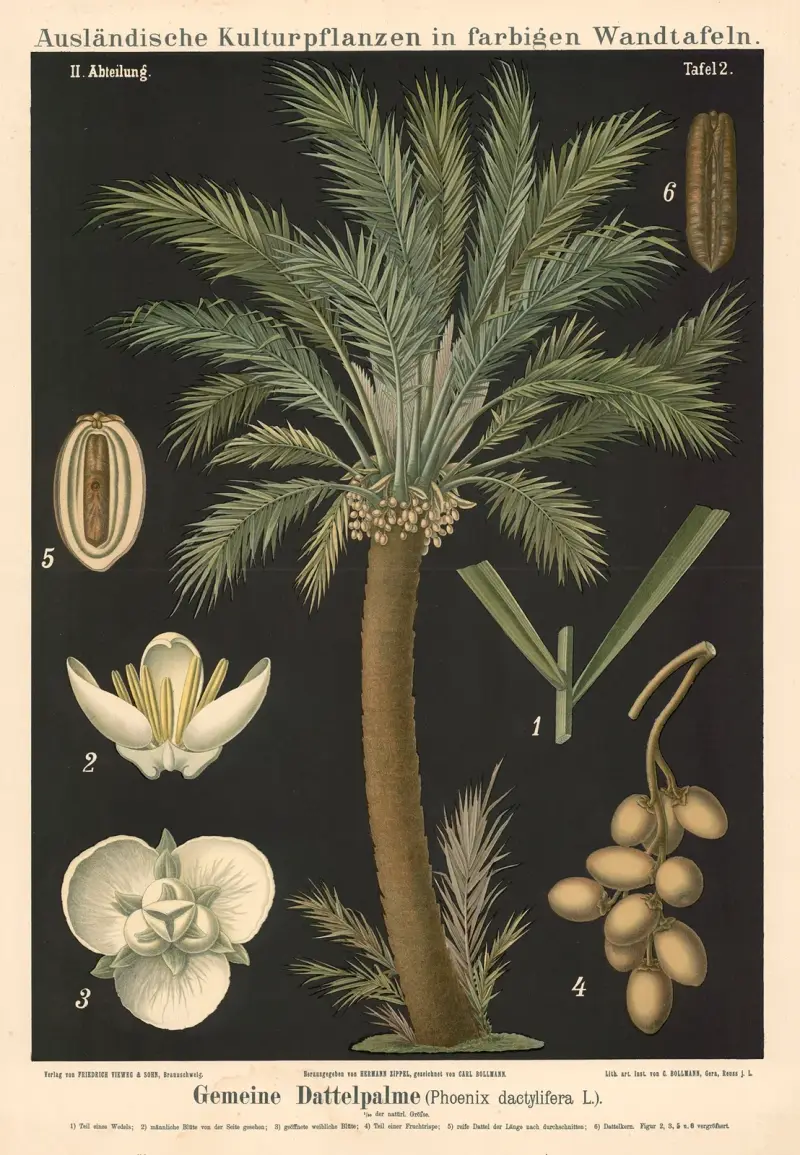 Palma daktylowa (Phoenix dactylifera L.), Carl Bollmann