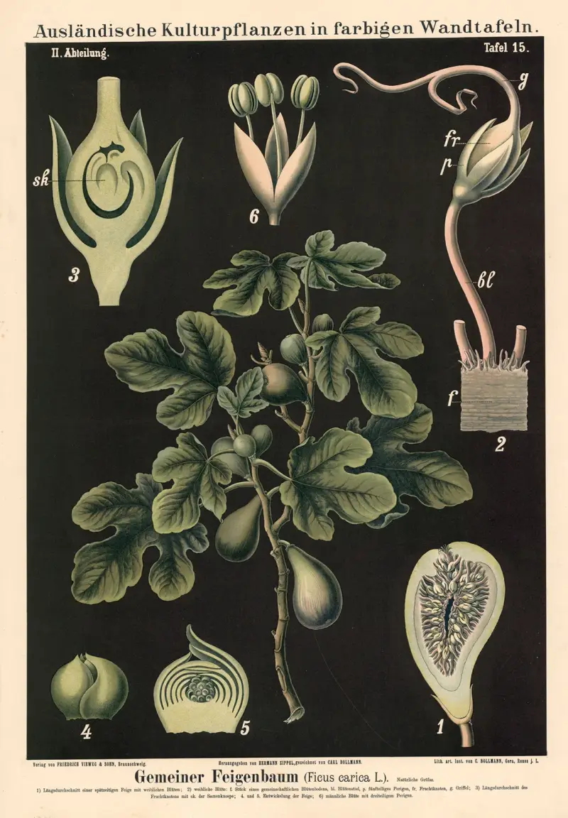 Fíkovník obecný (Ficus carica L.), Carl Bollmann