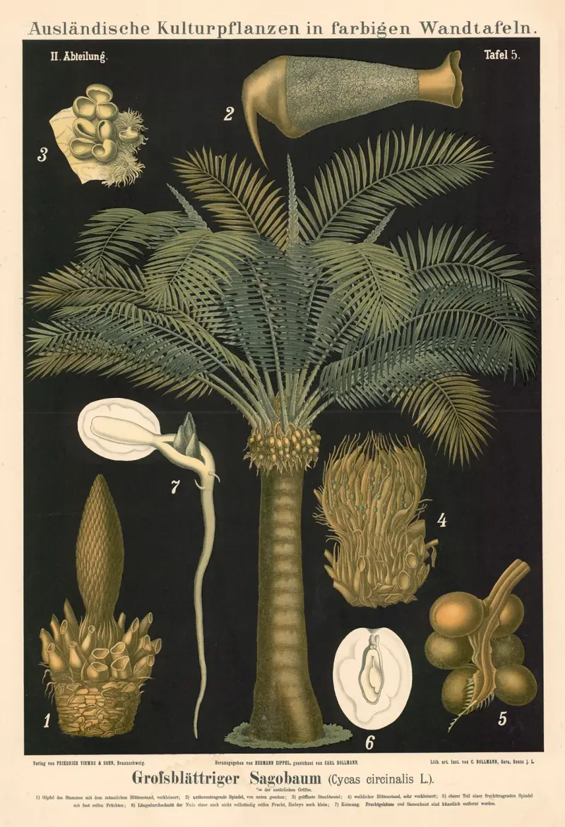 Fjäderbladig sagopalm (Cycas circinalis L.) av Carl Bollmann