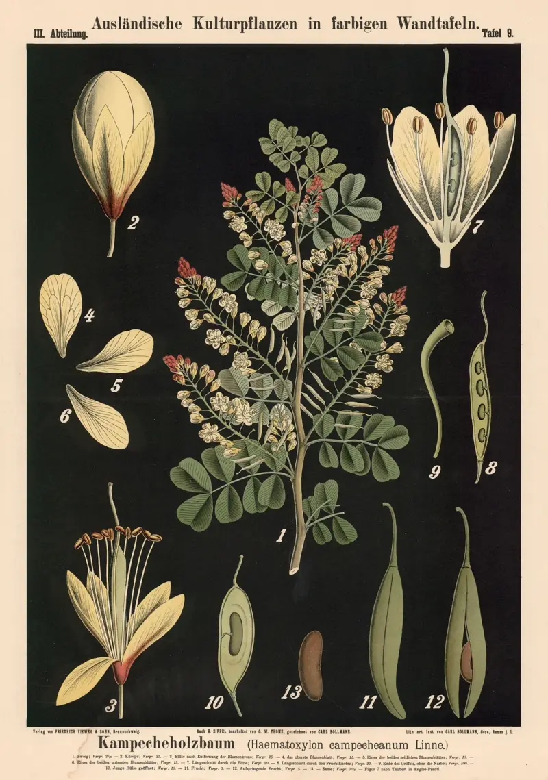Blutholzbaum (Haematoxylon campechianum Linné) von Carl Bollmann