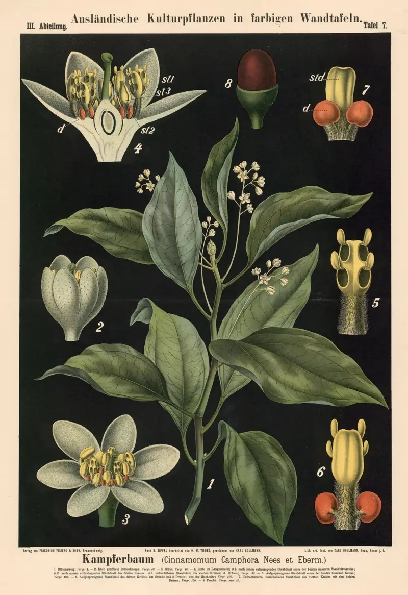 Kampferbaum (Cinnamomum Camphora Nees et Eberm.) von Carl Bollmann