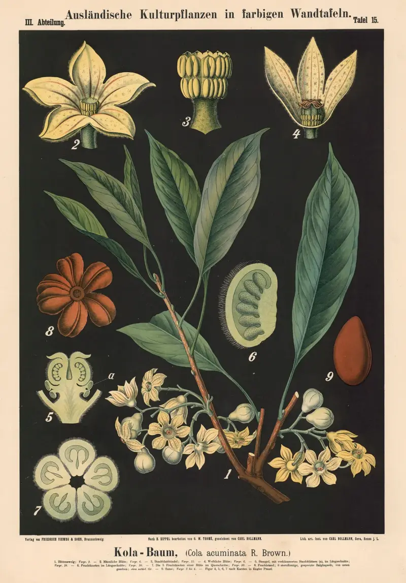 Orzesznica, (Cola acuminata R. Brown.), Carl Bollmann