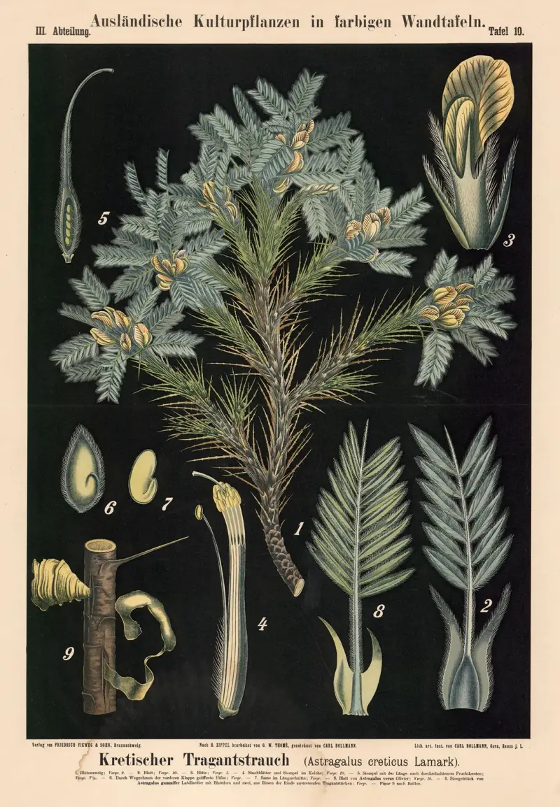 Kretischer Tragantstrauch (Astragalus creticus Lamark) av Carl Bollmann