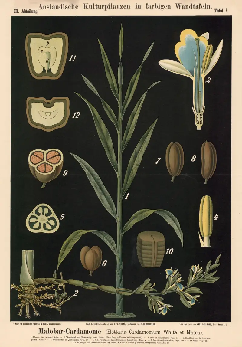 Malabar-Cardamome (Elettaria Cardamomum White et Maton), Carl Bollmann