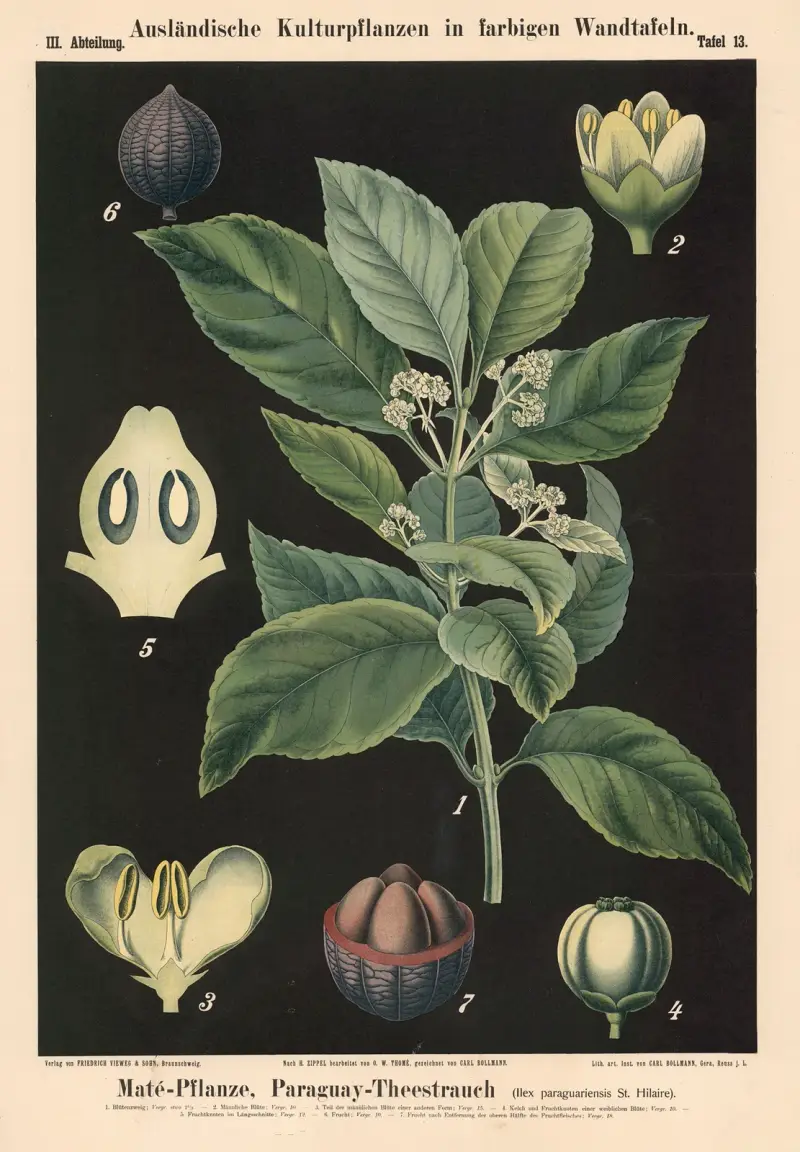Mateplanta, paraguayte (Ilex paraguariensis St. Hilaire) av Carl Bollmann