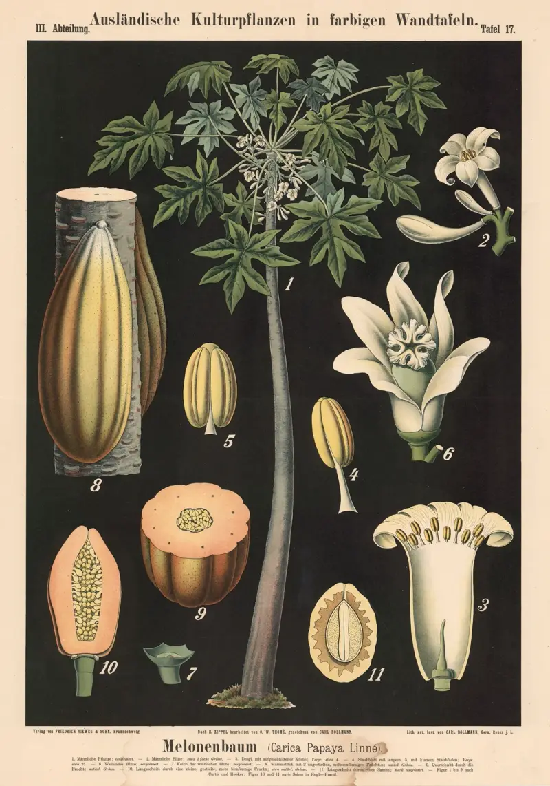 Melonenbaum (Carica Papaya Linné) von Carl Bollmann