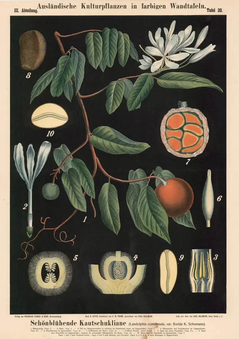 Schönblühende Kautschukliane (Landolphia comorensis, var. florida K. Schumann) von Carl Bollmann