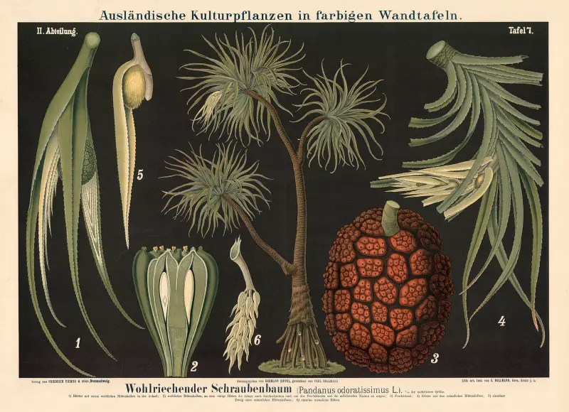 Vonný šroubový strom (Pandanus odoratissimus L.), Carl Bollmann
