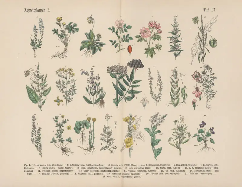 Lehrbuch der praktischen Pflanzenkunde in Wort und Bild Pl.27 av Carl Hoffmann