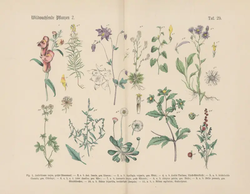 Lehrbuch der praktischen Pflanzenkunde in Wort und Bild Pl.29 von Carl Hoffmann