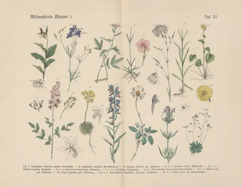 Lehrbuch der praktischen Pflanzenkunde in Wort und Bild, Tafel 32 von Carl Hoffmann