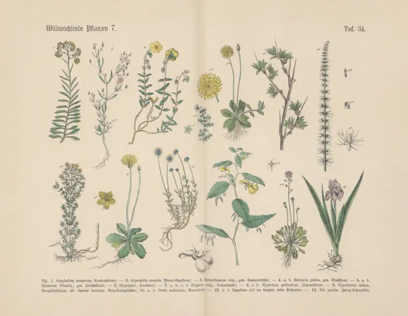 Lehrbuch der praktischen Pflanzenkunde in Wort und Bild Pl.34 av Carl Hoffmann