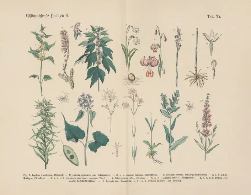 Lehrbuch der praktischen Pflanzenkunde in Wort und Bild Pl.35 av Carl Hoffmann