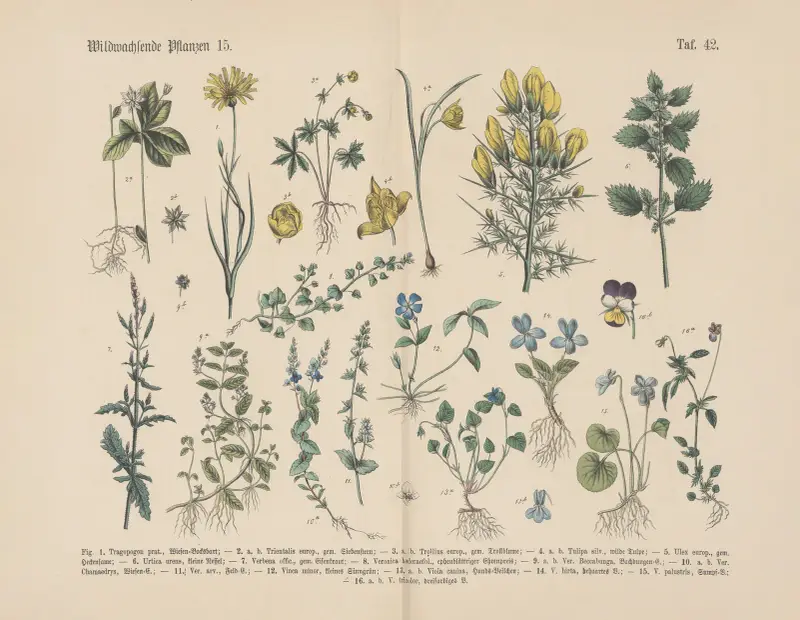 Lehrbuch der praktischen Pflanzenkunde in Wort und Bild Pl.42 av Carl Hoffmann