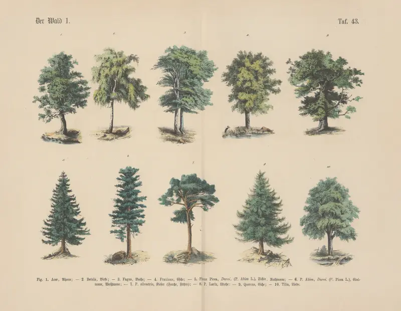Lehrbuch der praktischen Pflanzenkunde in Wort und Bild Pl.43 av Carl Hoffmann