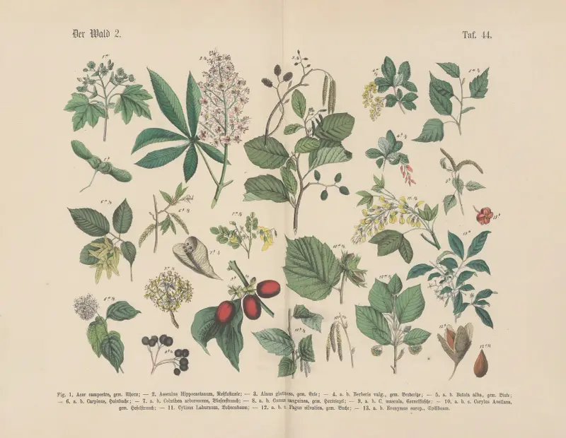 Lehrbuch der praktischen Pflanzenkunde in Wort und Bild Pl.44 av Carl Hoffmann