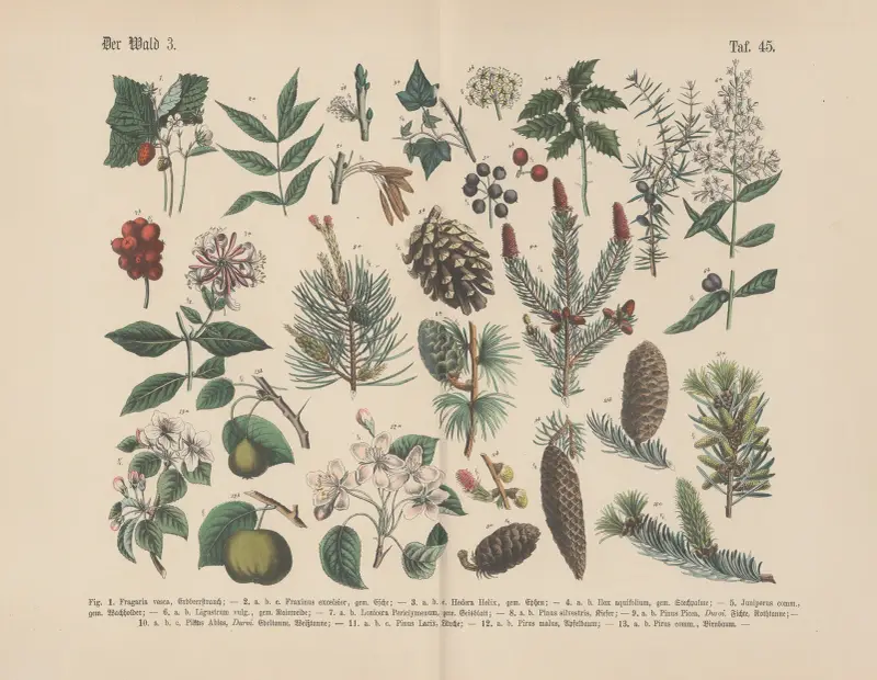 Lehrbuch der praktischen Pflanzenkunde in Wort und Bild Pl.45 av Carl Hoffmann